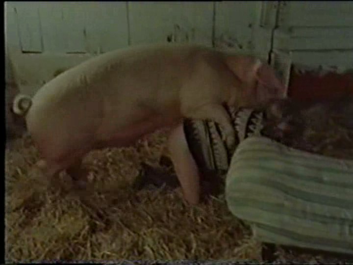 asheepy:  hmmm piggy on pig