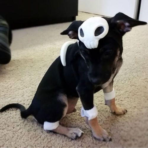 thatsthat24: aintnothingbutathang: HAPPY HALLOWEEN love,Kirby the Houndour HOW DARE YOU BLIND ME WIT