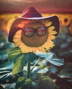 hippie-district-emr:  If this sunflower can