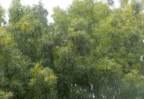 biosemiotica
