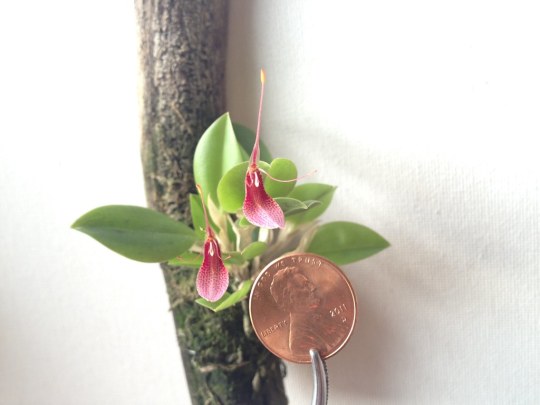 porroglossum | Explore Tumblr Posts and Blogs | Tumpik