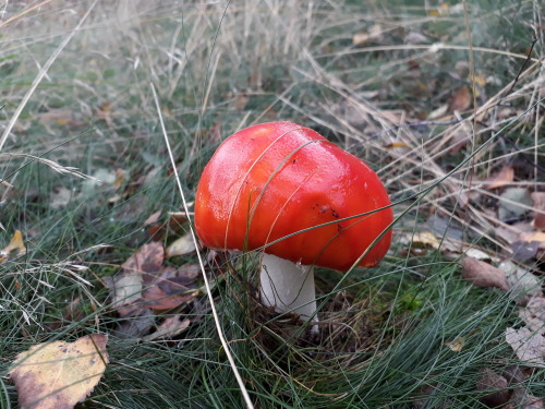 Sutton Park, Birmingham, UK, October 2021Fly agaric (Amanita muscaria) I found swathes of these