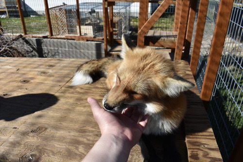 Love the way she poses, she is such a sweet happy little foxy ^^ She’s getting so floofy too! :D 