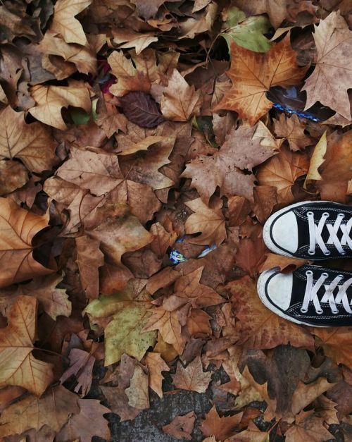haha-hateyou:  autumn