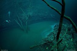 odditiesoflife:  The Amazing Underwater River in Cenote Angelita, Mexico Some meters away before you get to the bottom of the cave, you see a river underneath, with trees and leaves floating on some liquid level. However it may seem like a river, it’s