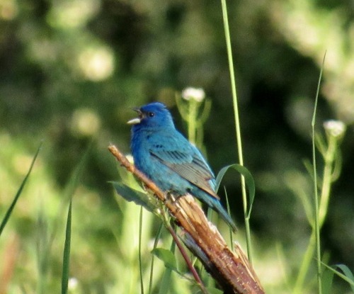 geopsych: Pictures of a couple indigo buntings I saw today. I have no idea why the second one has a 