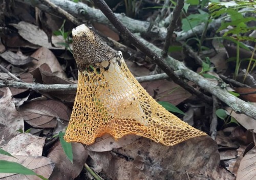 Dictyophora multicolor #mushroompicking #mushroomart #mushroomhunters #mushrooms #mushroom #fun