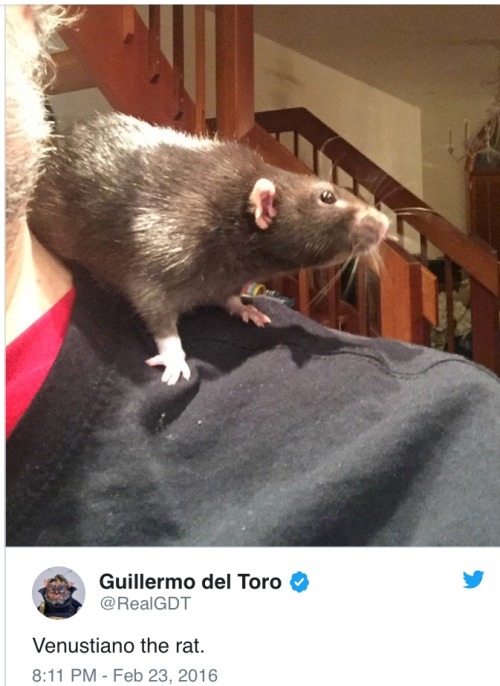 beckyhop: iwilleatyourenglish:  today i learned that, when Jared Leto sent Margot Robbie a live rat as a part of his rude, bullshit “method acting” fo Suicide Squad, she was scared but still refused to abandon or harm the rat. she overcame her initial