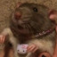 ratwannabe