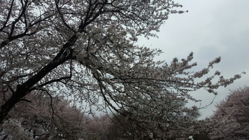 A few hanami impressions, text post will follow tomorrow :3