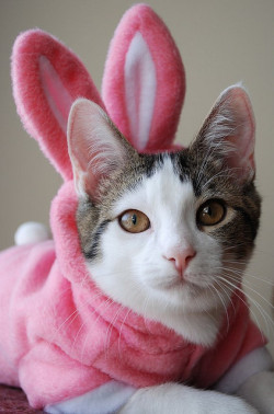 mel-cat:4-Ears by candyflossgirl on Flickr.Happy Easter dear followers! From Mel Cat. 💕