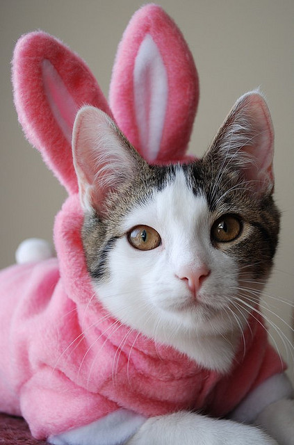 Sex mel-cat:4-Ears by candyflossgirl on Flickr.Happy pictures