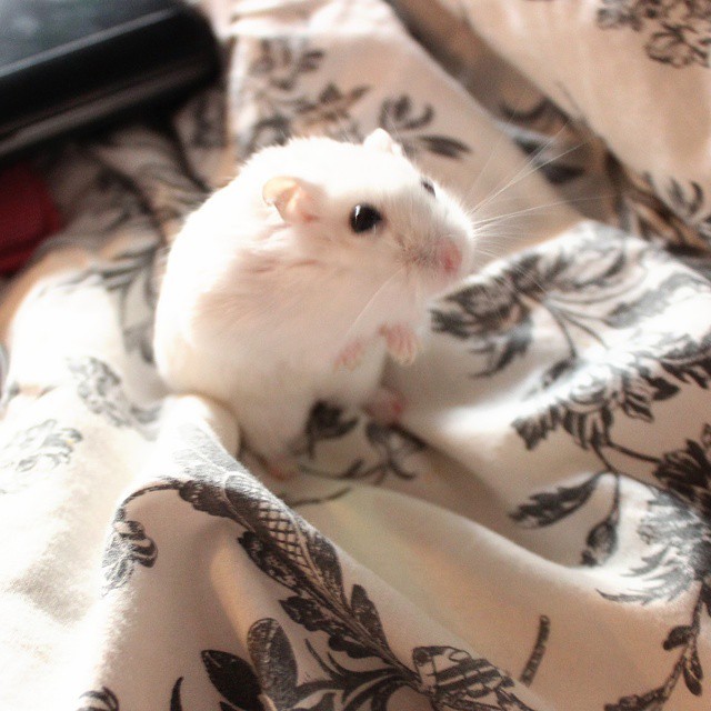 hannahvancouver:Hammy 🐭🐭🐭 #cute #kawaii #pale #pastel #pokemon #pichu #hamster