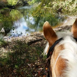 This is our favorite season. No filter needed. #horse #horsesofinstagram #fall #trailriding