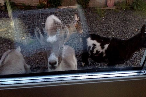 i tried to sneak back to my cabin without the baby goats noticing i left and when i looked out the d