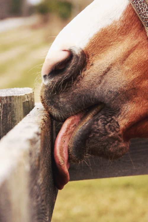 dappledgreysposts:  yummy mud