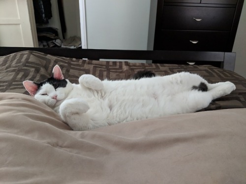 lifeofloon: Sprawled out like she owns the place…