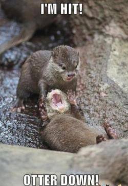 best-of-memes:  Just doing some otter stuff 