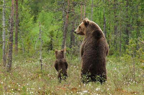 angelclark:  Big Bears Teaching Their Teddies How To Bear  Momma bears are a fairly devoted bunch, and because bears are so incredibly cute, the moments they enjoy in the spring when raising their young cubs can be truly precious. That’s why we collected