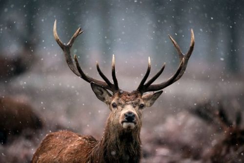 nubbsgalore:  les animaux en hiver, part two. photos by greg schneider, daniel parent, christopher dodds, michael cummings, roeselien raimond, michelle valberg and dan kitwood (see also: part one and birds)  