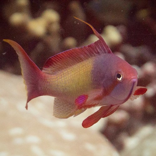 Red Basslet, #Pseudanthias #cooperi in #chagos. #fish #tropicalfish #ocean #oceanlife #theocean #oce