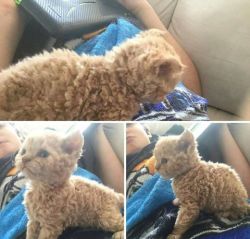 jennamoreci: beanstalkofsins:  m86:  hazycapitalist: Oh my god is this a cat or a sheep?  a shat   Dont call it that please   A shitten. 