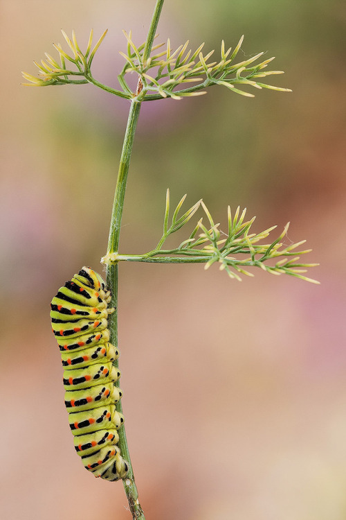 Swallowtail caterpillar (Old world Swallowtail) Swallowtail or Papilion macaon is a large butte
