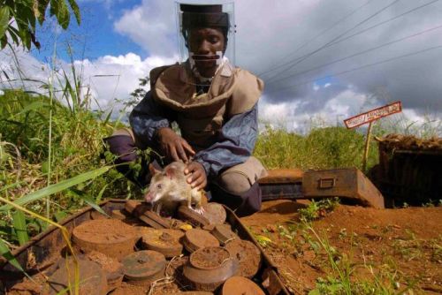 amroyounes:African HeroRats detect landmines.Using positive reinforcement behavior that is respectfu