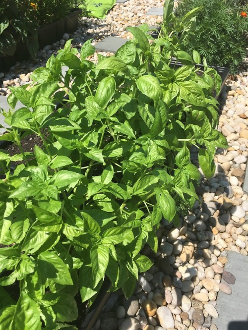 Harvesting some pole beans, chives, and some basil for the residents here at Georgia’s Place.