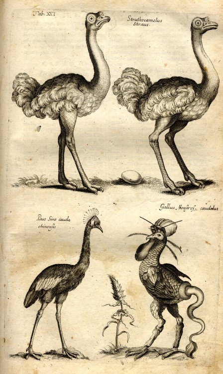 Ostriches, black crowned crane and fantastic rooster from Jan Jonston’s Historiae Naturalis De Avibu