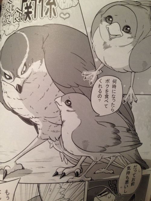 midnitewolfy:  king-in-yellow:  Ever wanted to see a secretary bird make out with a lammergeier? Nah, me neither.  REMEMBER THE BIRD BL DOUJINSHI? Here are a couple of sample images from both FORBIDDEN BIRD BOY LOVE ~Eden~ and FORBIDDEN BIRD BOY LOVE