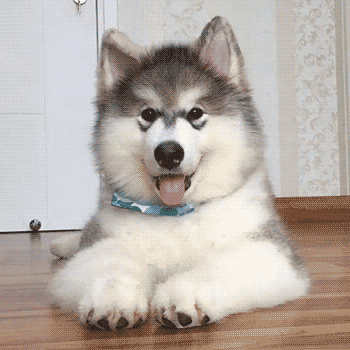 awwww-cute:  What? I couldn’t hear you over how cute I am (Source: http://ift.tt/2j3rRyw)