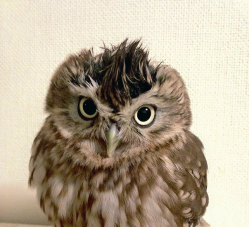 awesome-picz:    Kitten And Owlet Become porn pictures