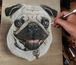 ivanhooart:  [Pug.Drawing.] Pastel And Color pencils On Wood.[SOLD.]
