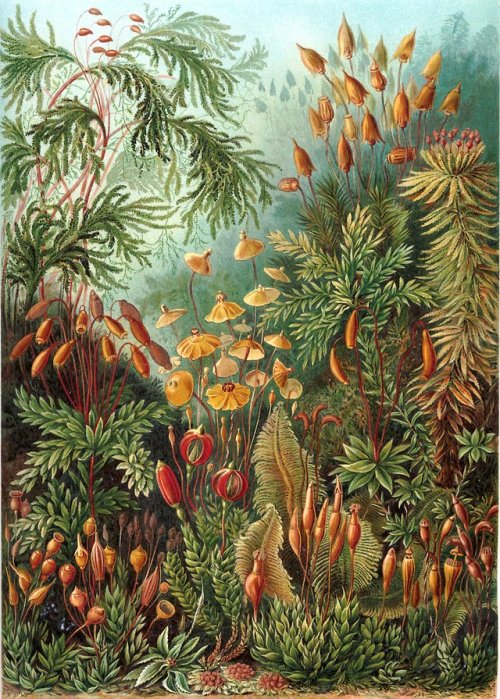 pulchramundi:Ernst Haeckel pulchramundi.tumblr.com