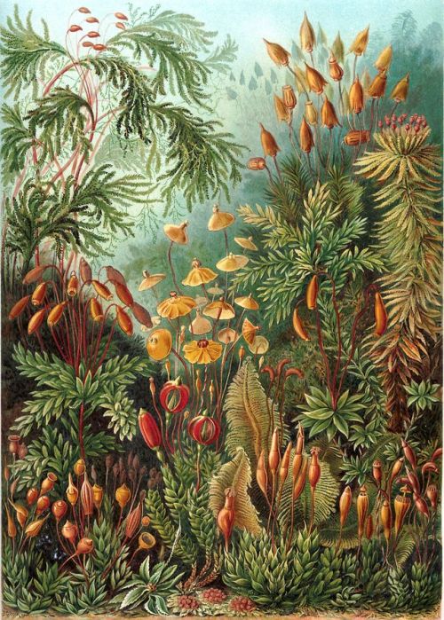 ayiluy:Ernst Haeckel - Kunstformen der Natur (1904), plate 72: Muscinae