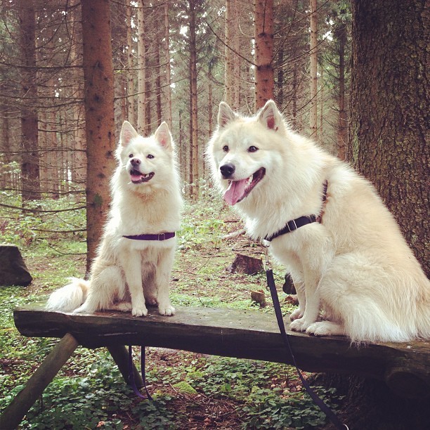 kristofferaas:  Autumn | #bestfriends #dog #pet #finnishlapphund #finsklapphund #autumn