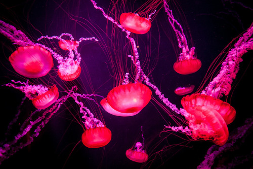 drxgonfly:Jellyfishes (by Janne Huttunen)