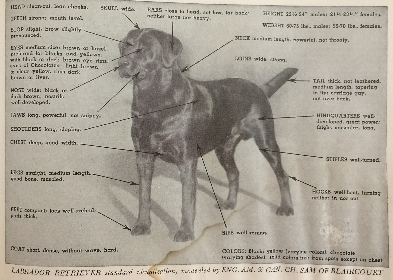 blueboyluca:  Labrador standard for @agilitylabs and @maisietheyellowlab