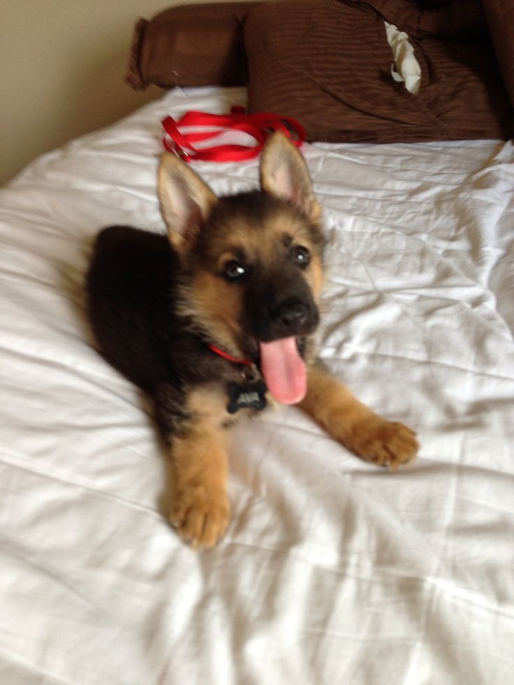 PUPPIES