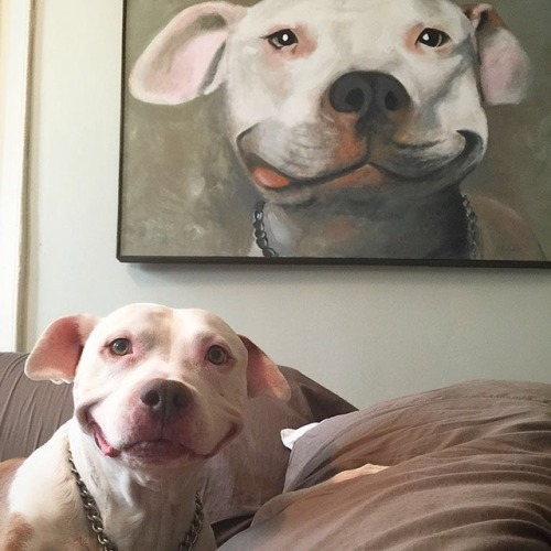 babyanimalgifs:  Smiling pitbulls, reblog if u agree
