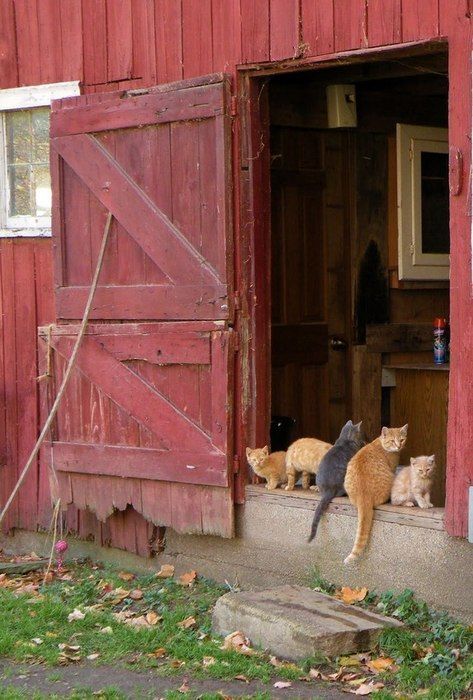 thepaintedbench: Barn Cats