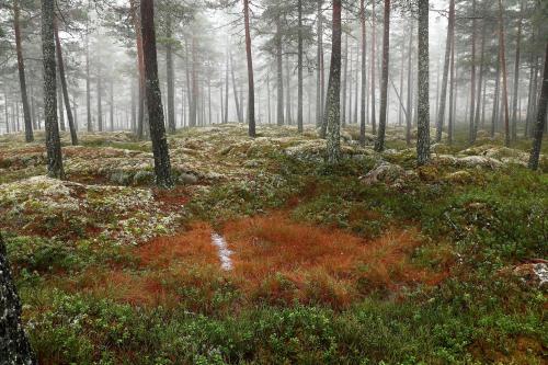 oneshotolive:  A small marsh in a foggy Swedish