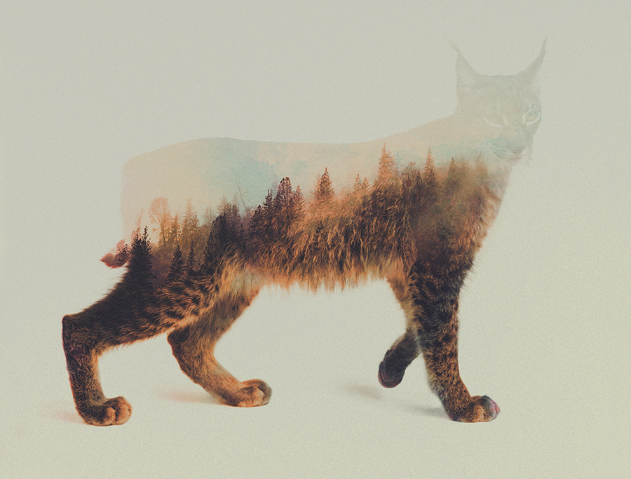 artbylie:  Norwegian Woods by Andreas Lie 