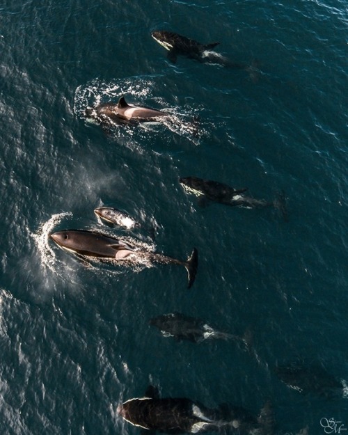 It&rsquo;s Fun Fact Friday! Did you know that out of the three killer whale ecotypes you can find in