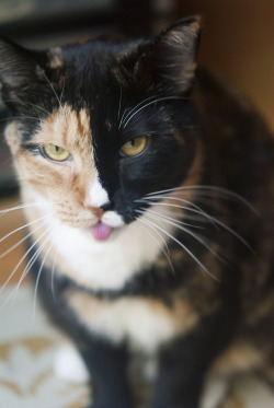 autisticsouda:  blep Original photography