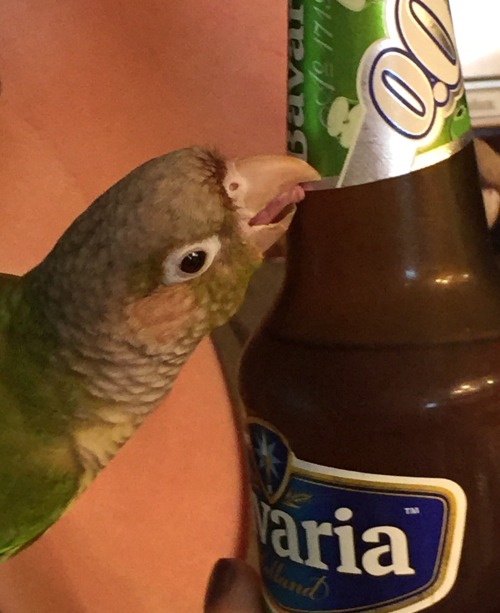 Reasons why I can&rsquo;t have nice things around Yoshi