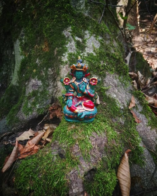 OM TARE TUTTARE TURE SVAHA #woodlandwalks #forest #greentara #jetsundolma #mantrameditation #buddha 