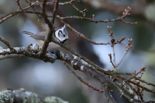 Eurasian nuthatch/nötväcka, Crested tit/tofsmes and Great tit/talgoxe.