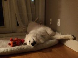 skookumthesamoyed:  Baby can’t get comfy